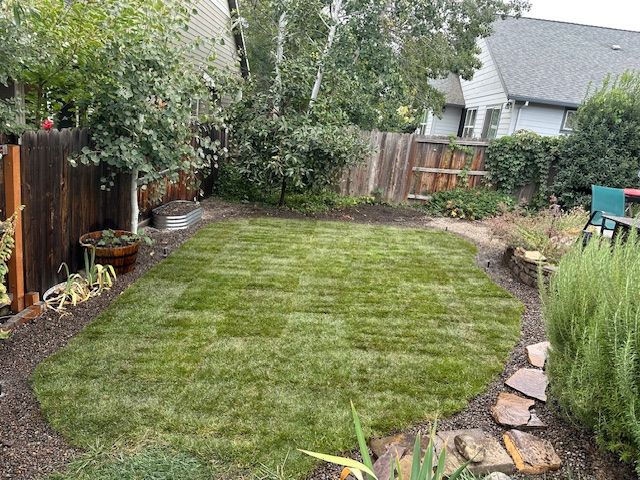 A newly laid green turf lawn surrounded by a dark mulch border in a backyard with wooden fencing and trees.