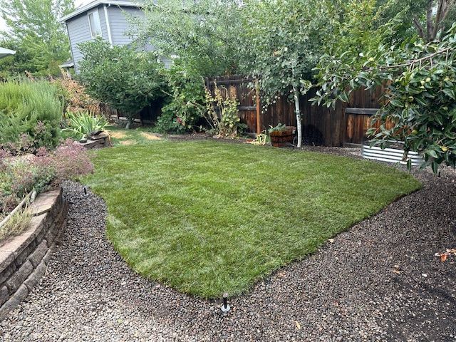 A newly installed patch of green grass in a backyard, surrounded by gravel, garden beds, and trees near a wooden fence.