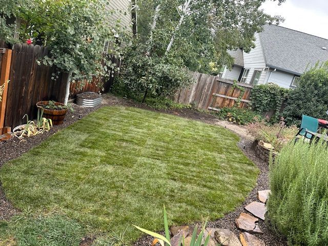 A newly laid patch of green grass sits in the center of a backyard garden, surrounded by wooden fences and shrubs.