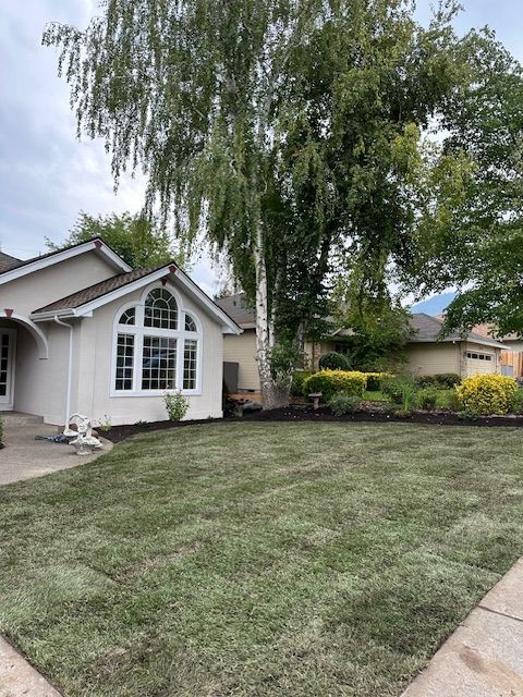 Freshly laid sod covers a residential front lawn in front of a light-colored house with large windows and a tall birch tree.