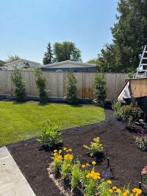 A sunny backyard featuring a green lawn, dark mulch flower beds with yellow flowers, and four young evergreens by a fence.