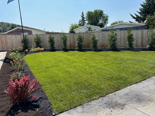 A manicured lawn bordered by dark mulch, a row of thin evergreen trees, and a wooden fence under a clear blue sky.