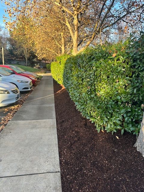 A sidewalk runs beside a dark mulch bed and a dense green hedge, with parked cars visible to the left under autumn trees.