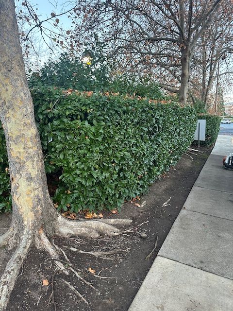 A tree with exposed roots stands beside a neatly trimmed green hedge lining a concrete sidewalk.