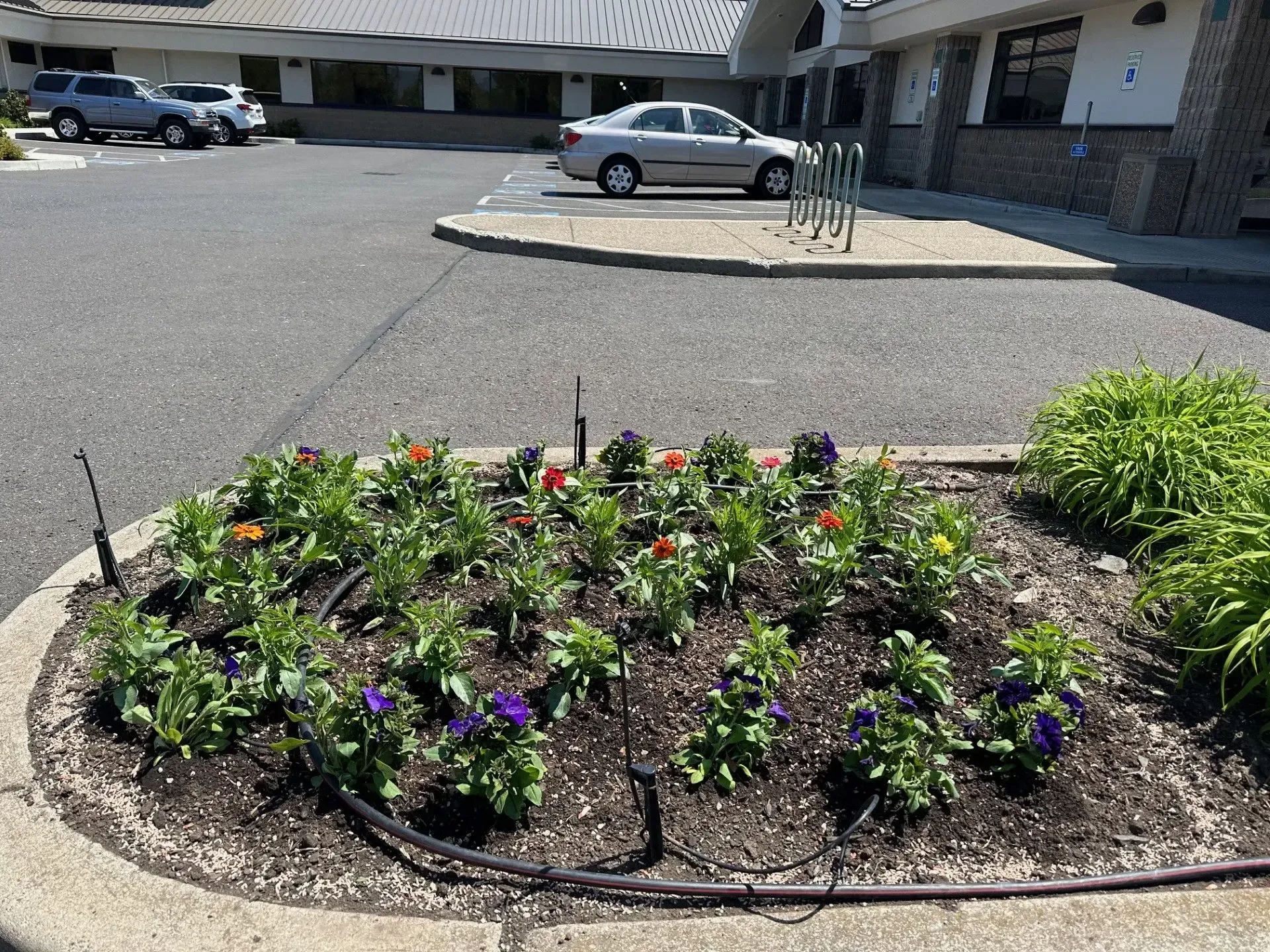 A small, circular garden bed with colorful flowers and irrigation tubing in a parking lot in front of a building.