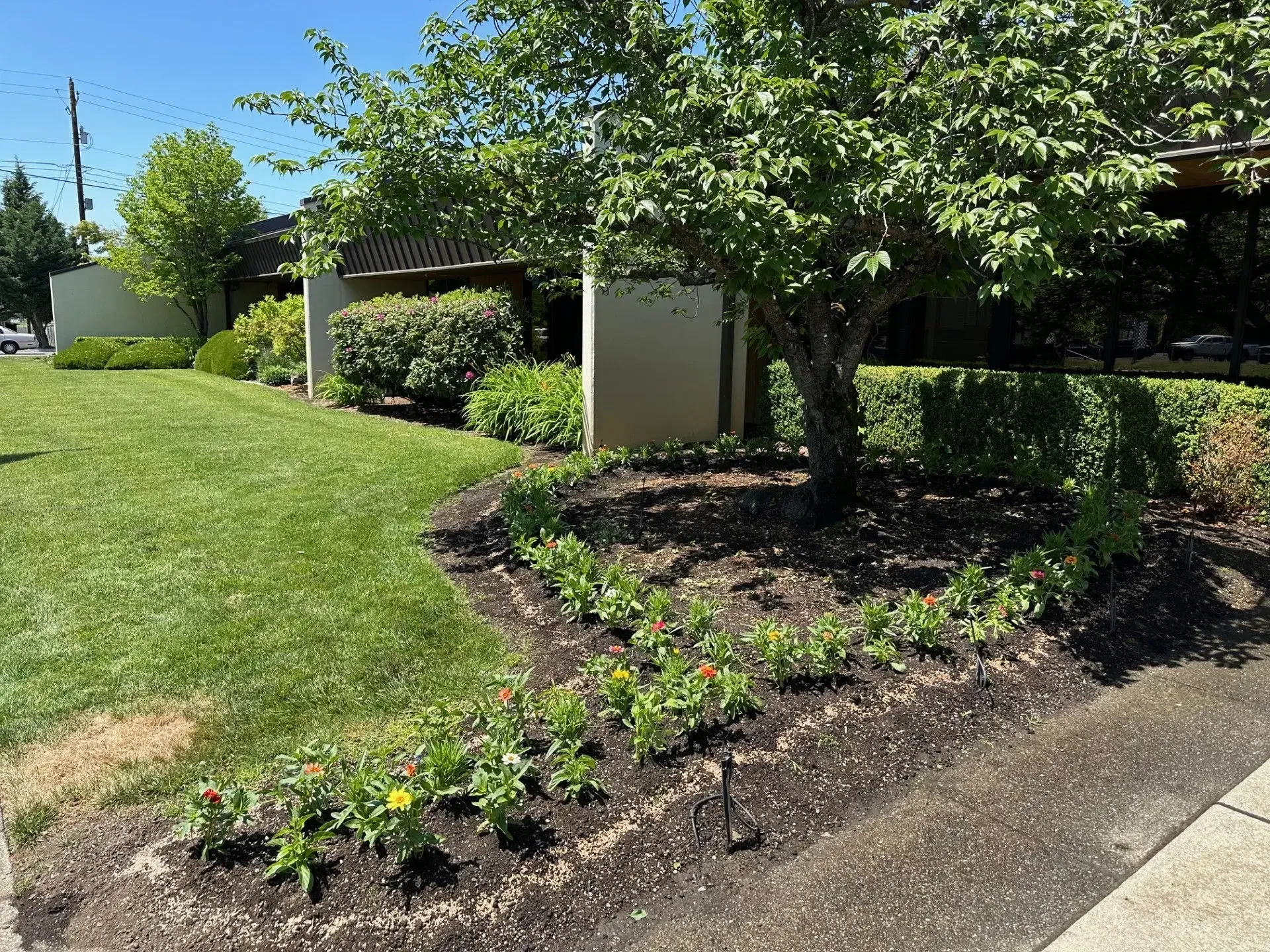 A landscaped garden bed with small flowering plants in mulch near a tree, lawn, and building exterior on a sunny day.