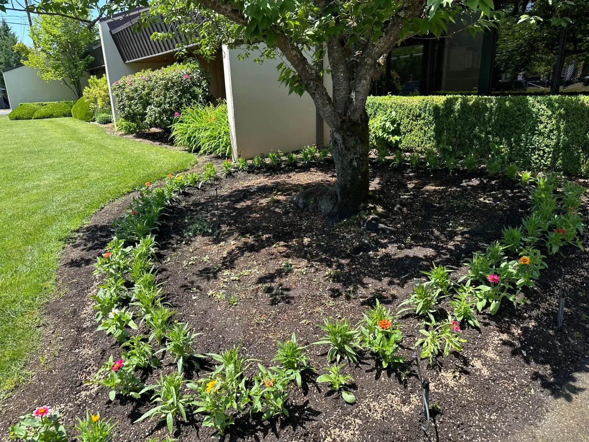 A curved garden bed of dark mulch surrounds a tree, planted with a line of small, colorful zinnia flowers.