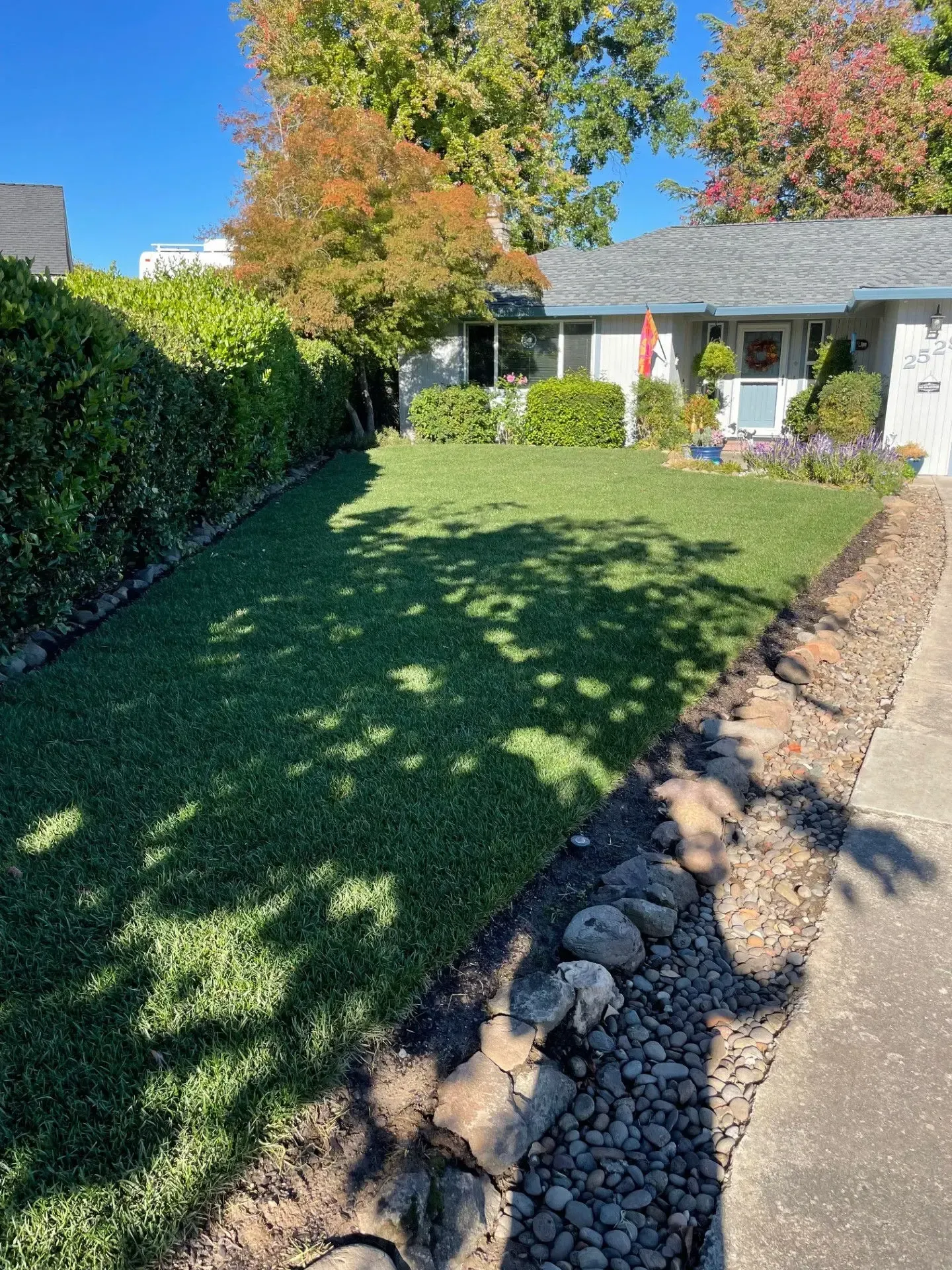 A green lawn framed by a tall hedge and a stone-bordered rock garden leading to a residential house on a sunny day.
