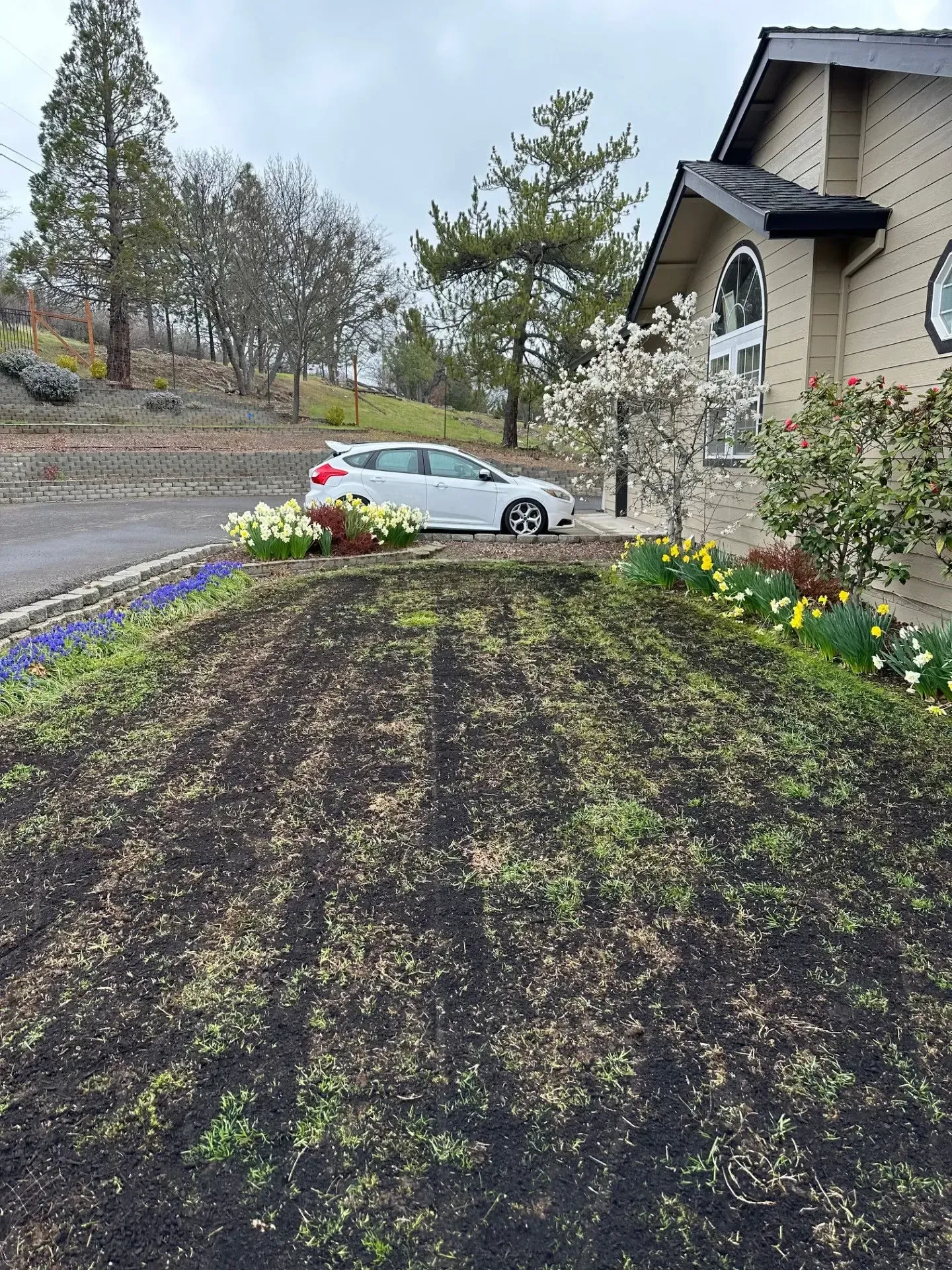 A newly planted lawn with sparse green sprouts in dark soil, bordered by blooming yellow flowers next to a tan house.