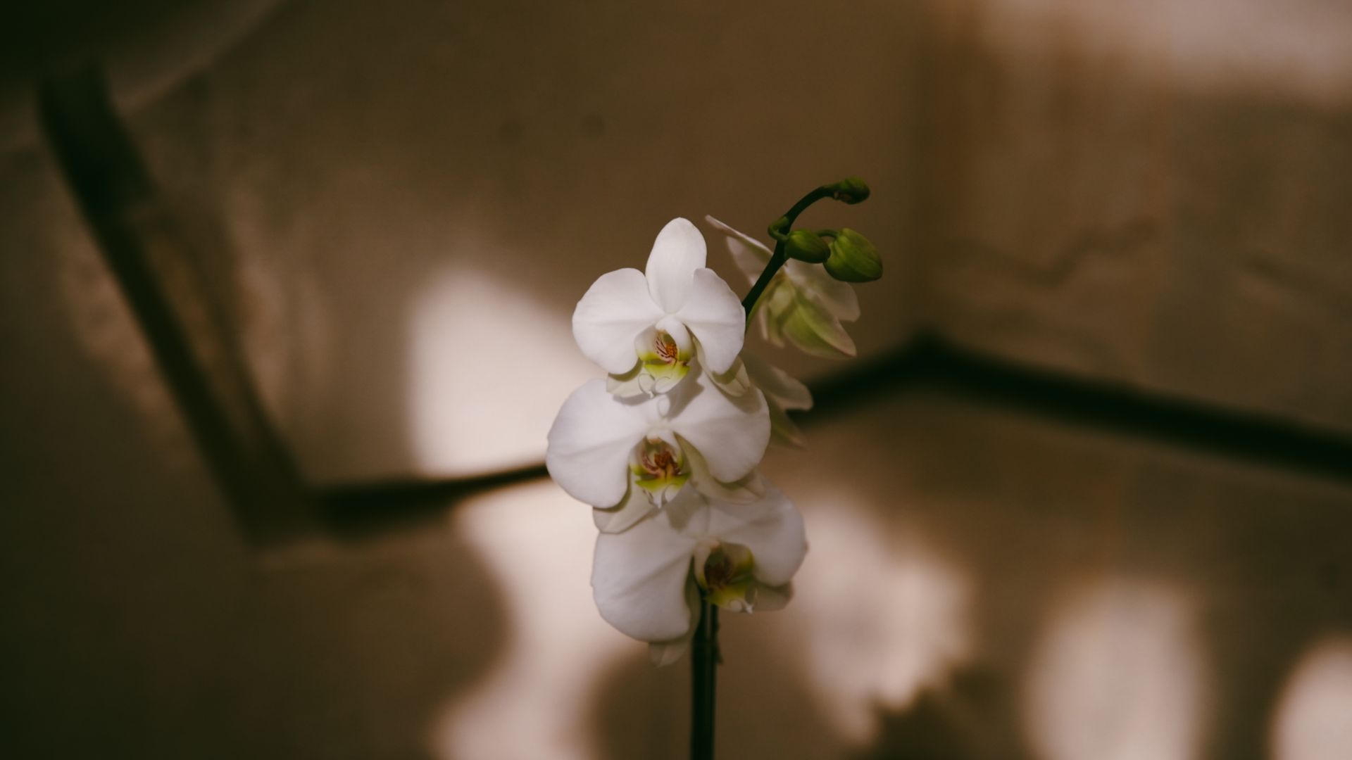 Un primer plano de una flor de orquídea blanca en un jarrón.