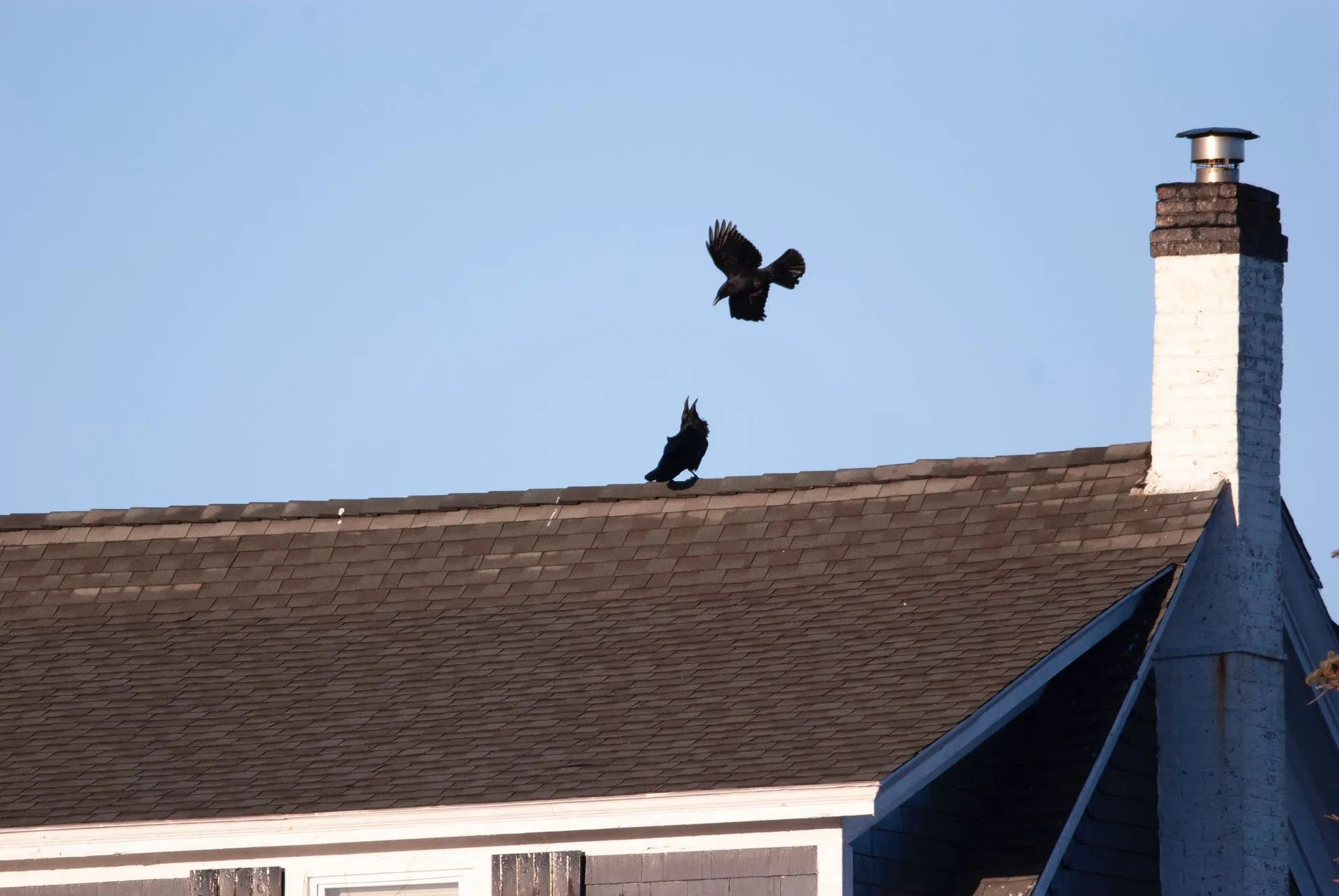 Two black crows on a house roof against a clear blue sky, one perched and one flying above it.
