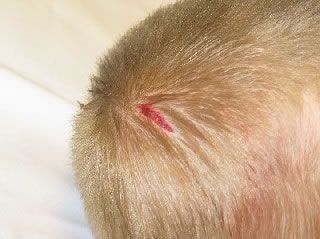 Close-up of a small, linear red cut on a scalp covered in light-colored hair.