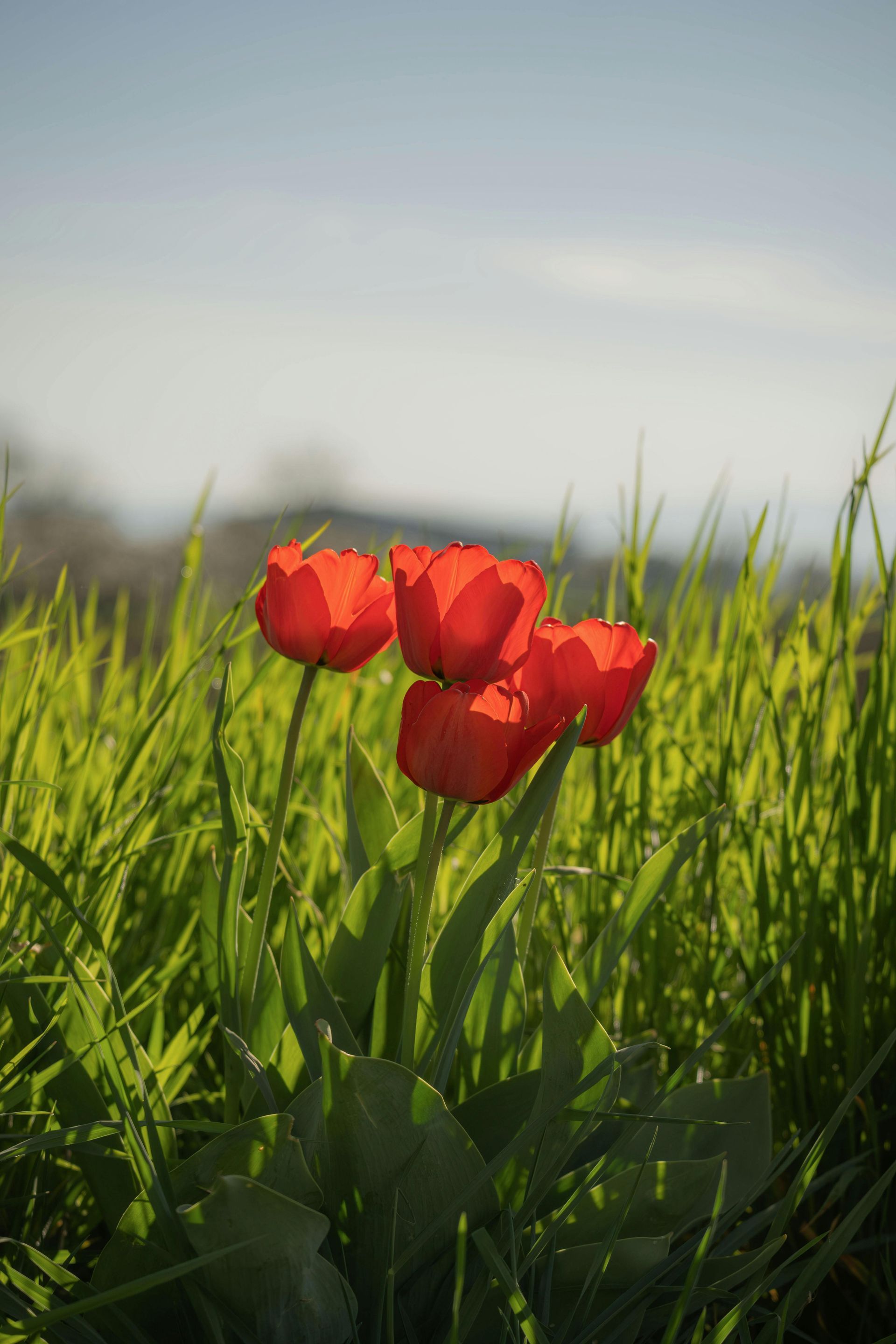 Red tulips blooming in a green field under a pale sky