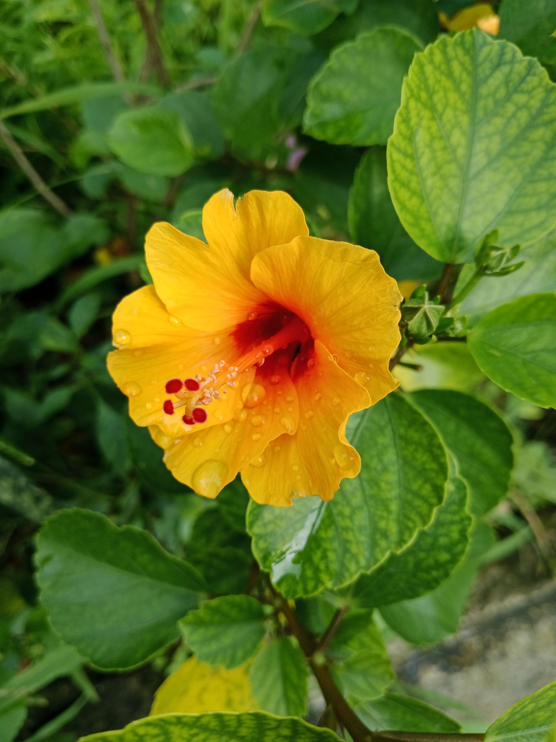 Yellow hibiscus flower with a red center among green leaves