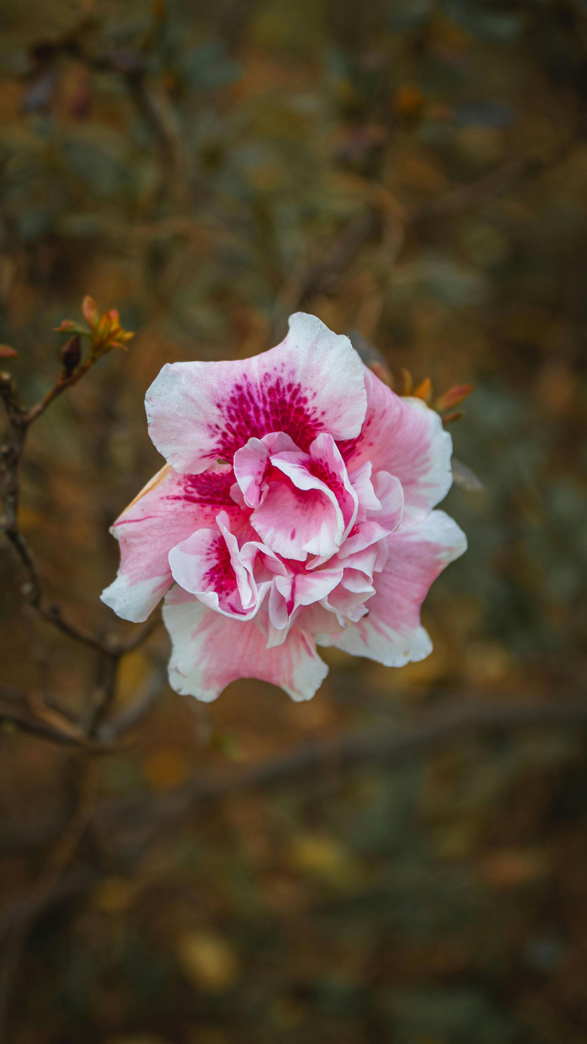 Pink and white flower blooming against a blurred brown background