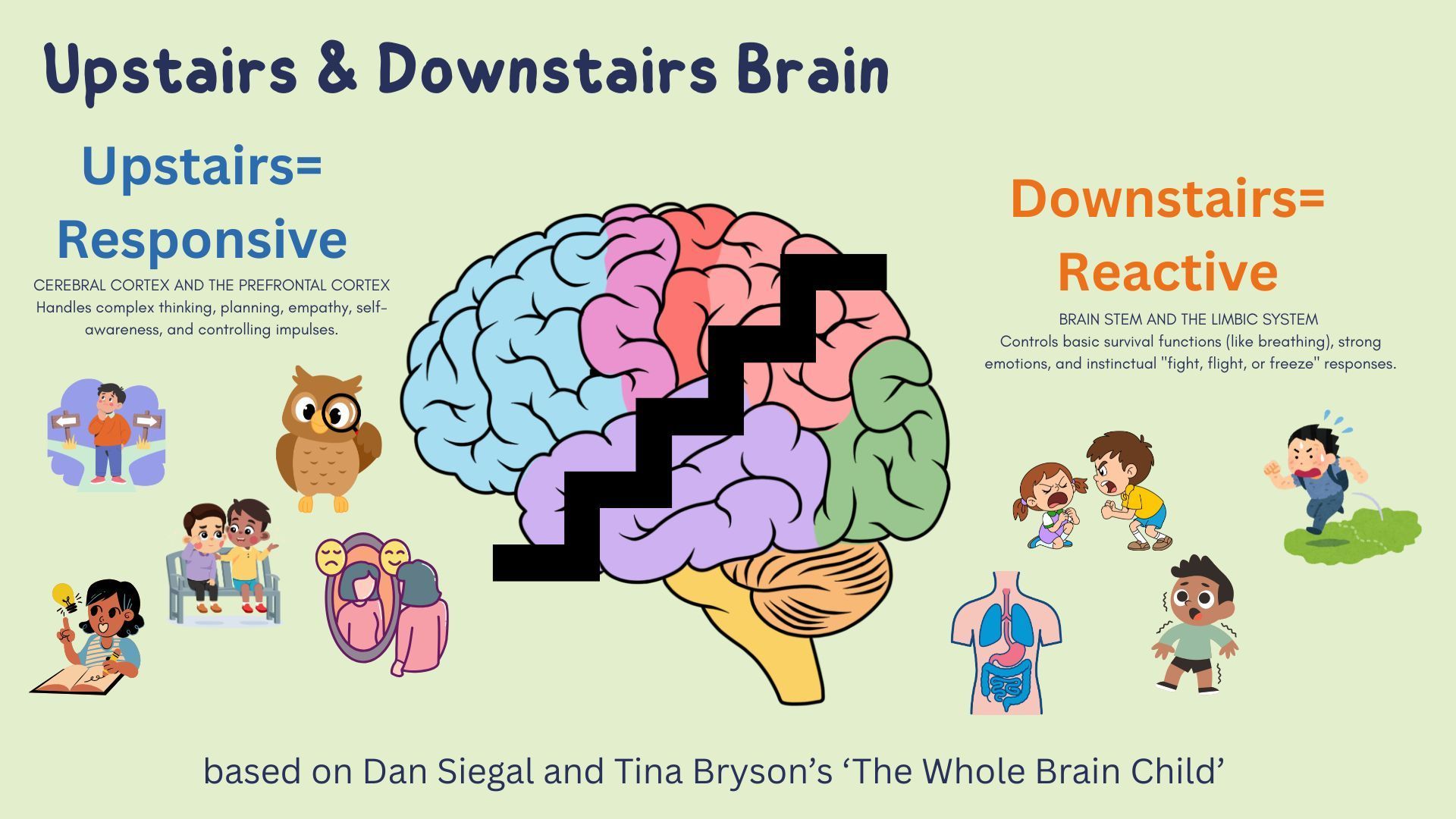Diagram of “Upstairs & Downstairs Brain” with colorful brain graphic and labeled responsive/reactive sides.