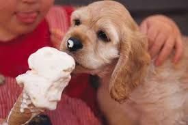 Child sharing ice cream with a golden Cocker Spaniel.