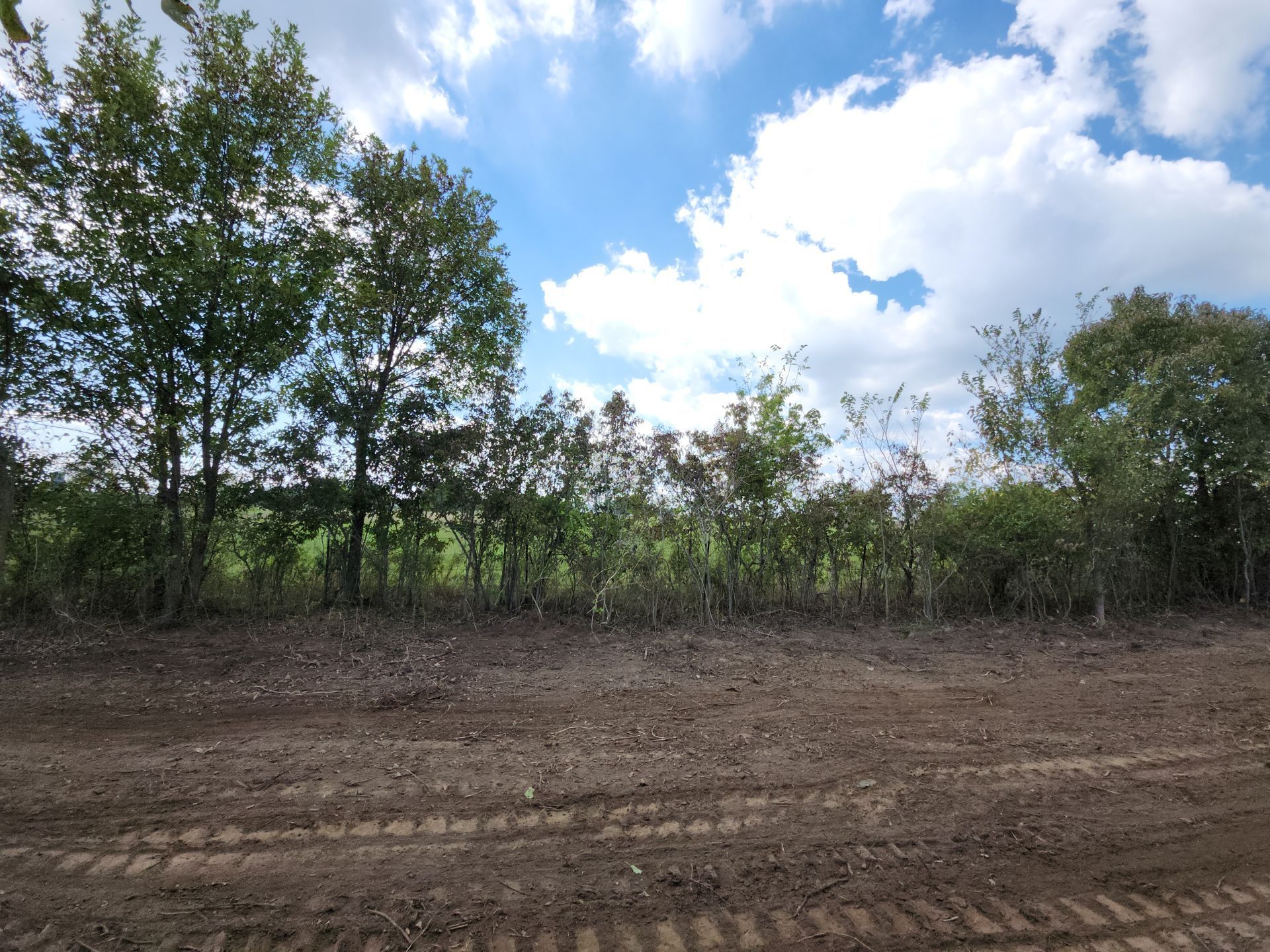 Trees and shrubs behind a dirt area under a blue, cloudy sky.