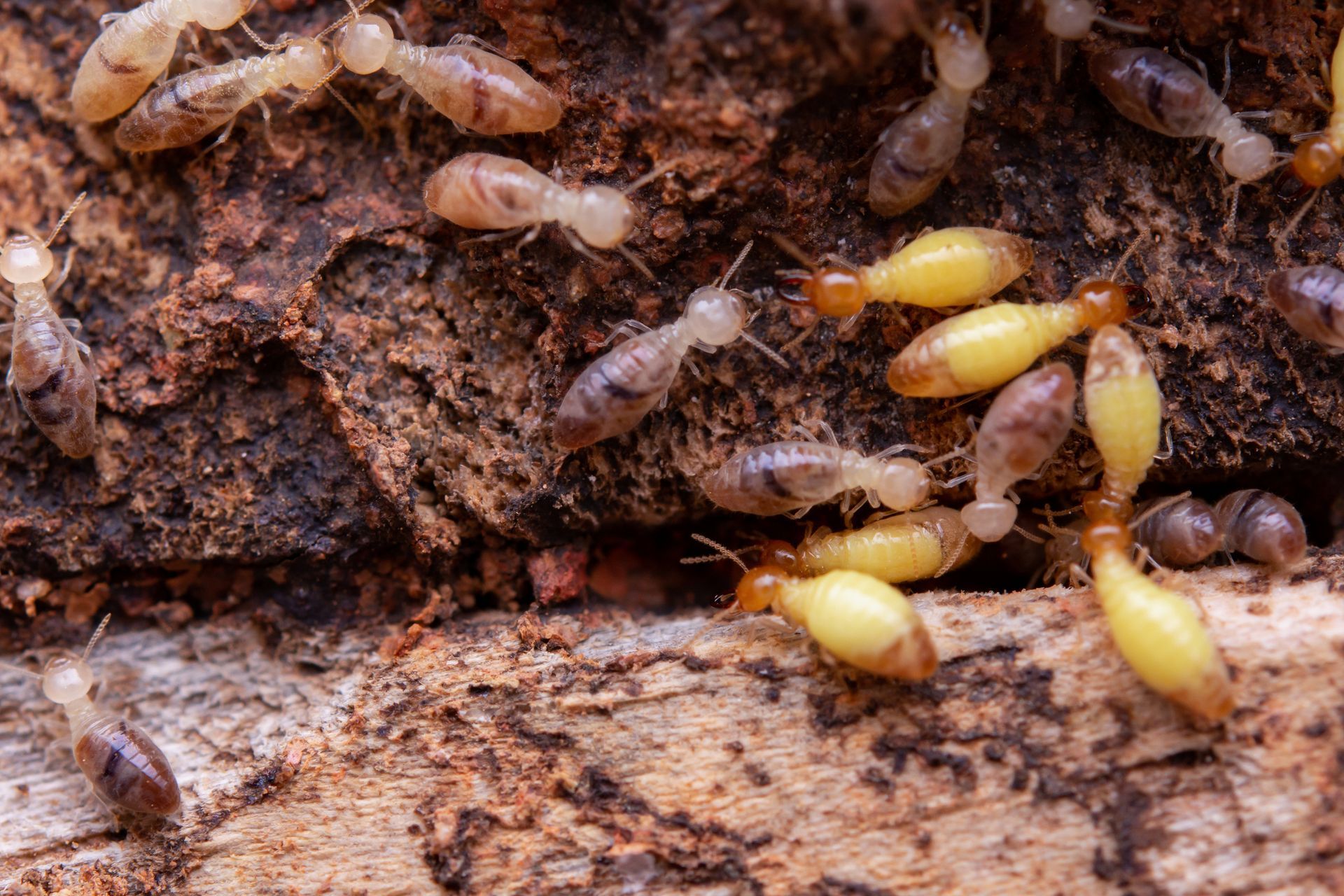 A group of termites are crawling on a piece of wood.