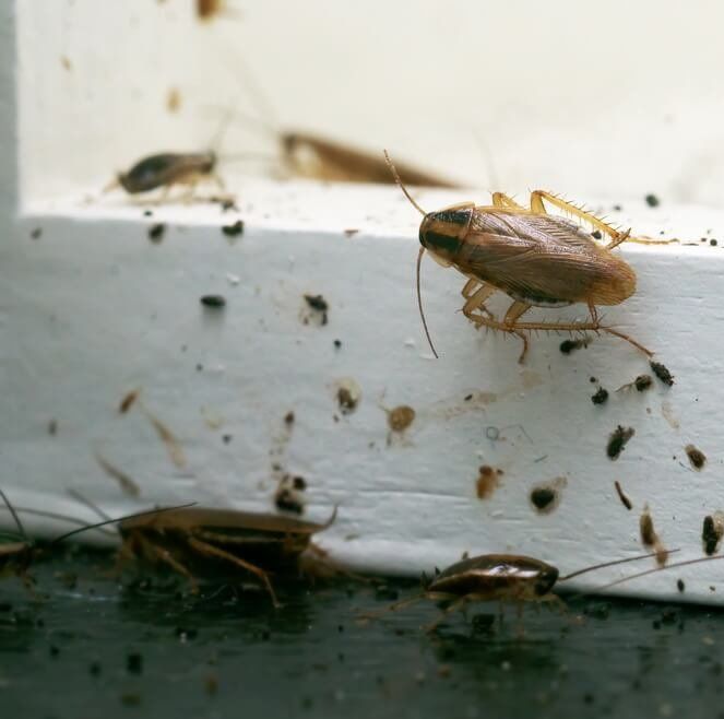 tips for cockroach infestation