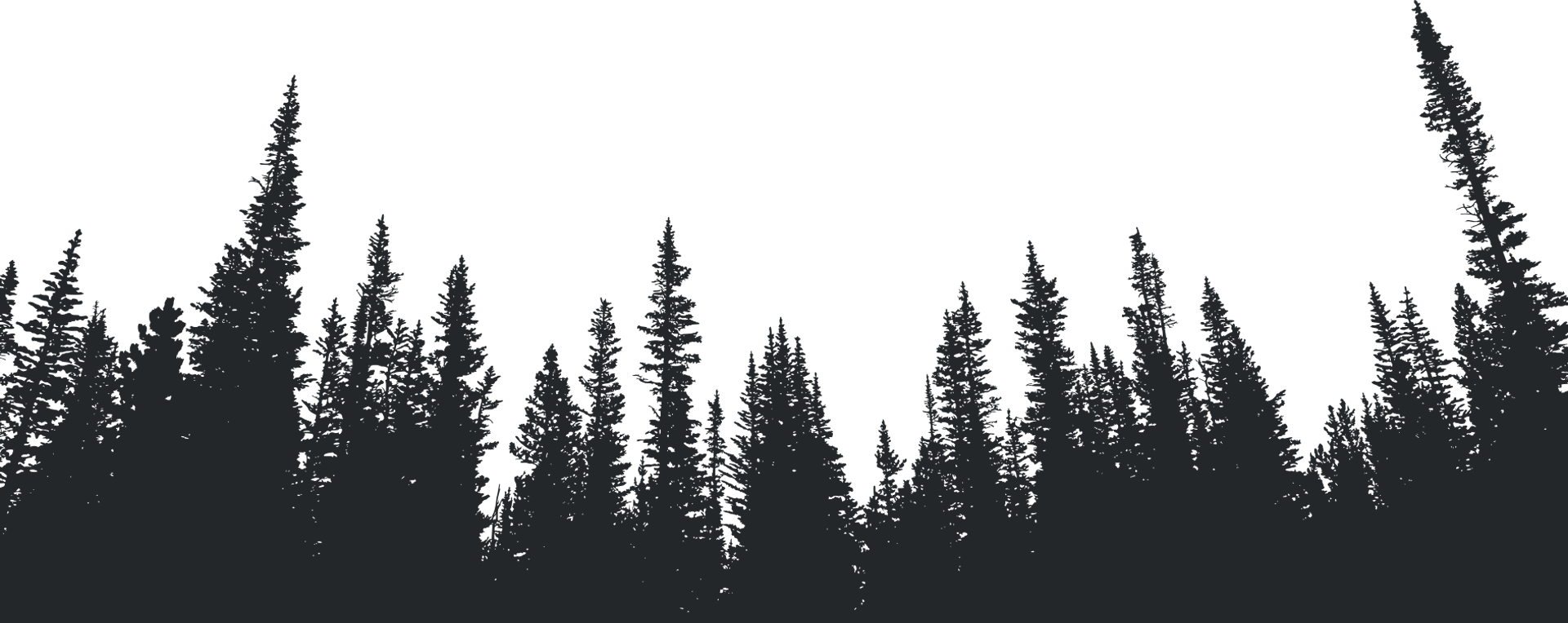 Silhouetted evergreen trees against a pale sky, like a forest skyline at dusk