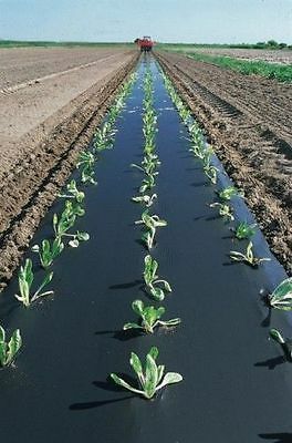 File di giovani piante che crescono attraverso una pellicola di plastica nera in un campo; un trattore in lontananza.