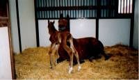 Horses — St. Michael, MN — Wind-N-Wood Farm