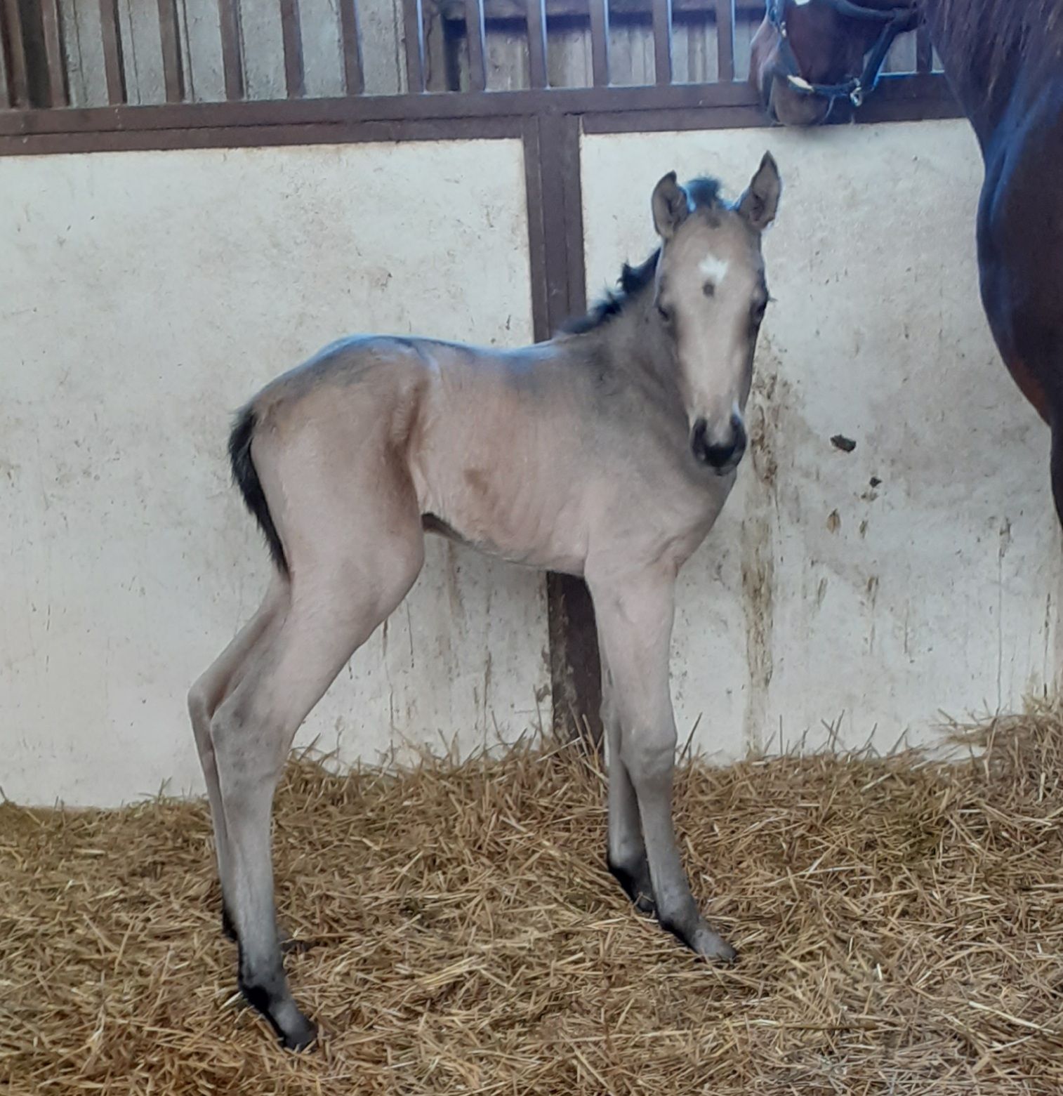 Quarter Horse Filly — St. Michael, MN — Wind-N-Wood Farm