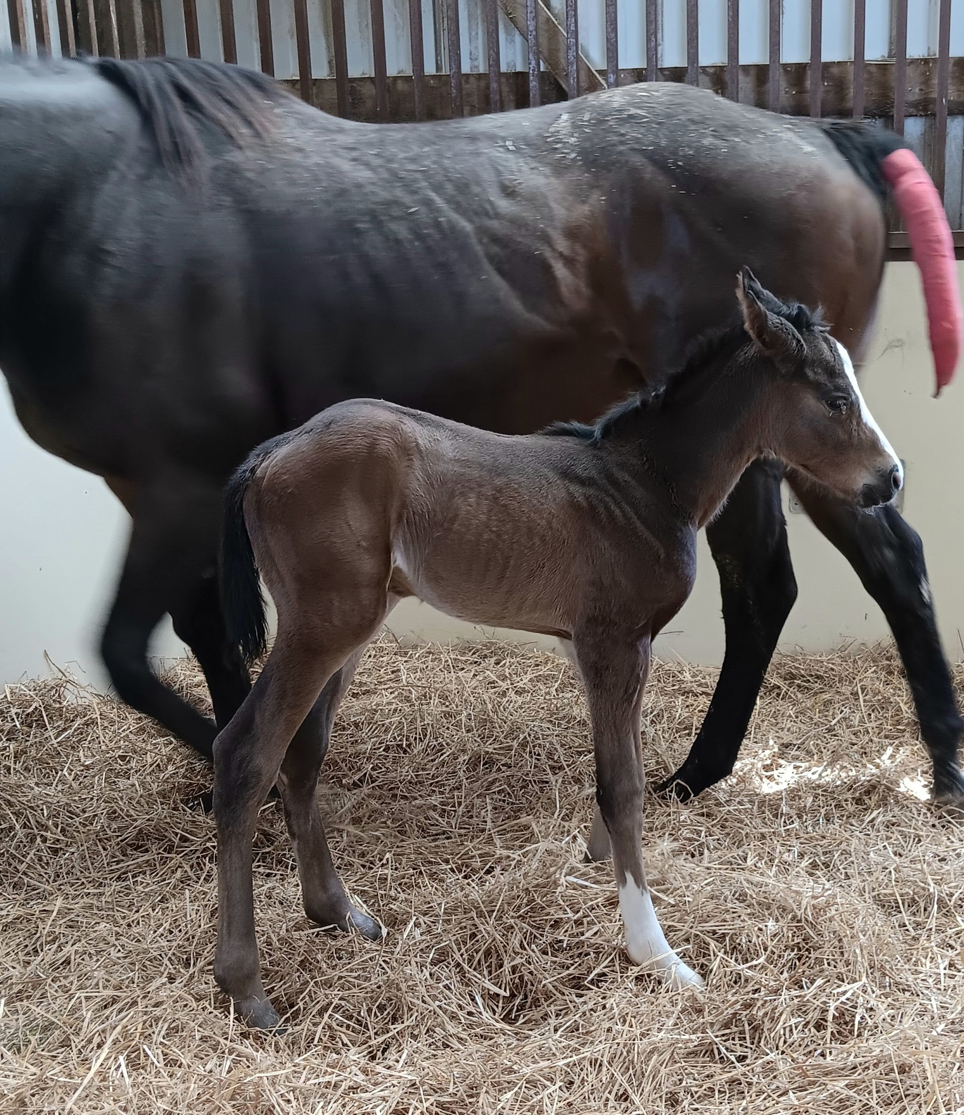 Dark mare standing beside a brown foal in a fenced paddock