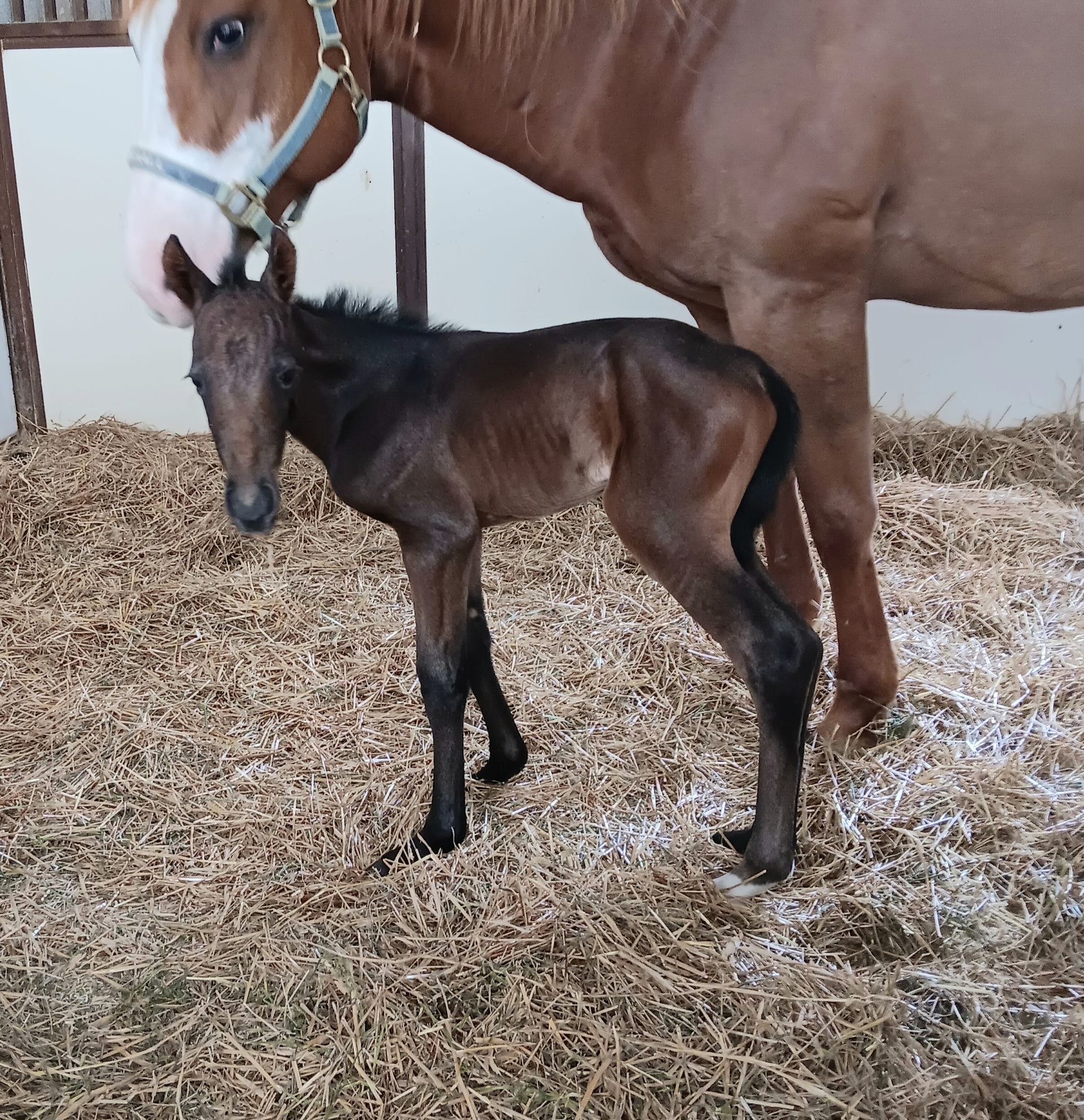 Chestnut horse standing protectively beside a dark foal on straw bedding in a stable.