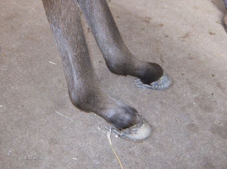 Hooves — St. Michael, MN — Wind-N-Wood Farm
