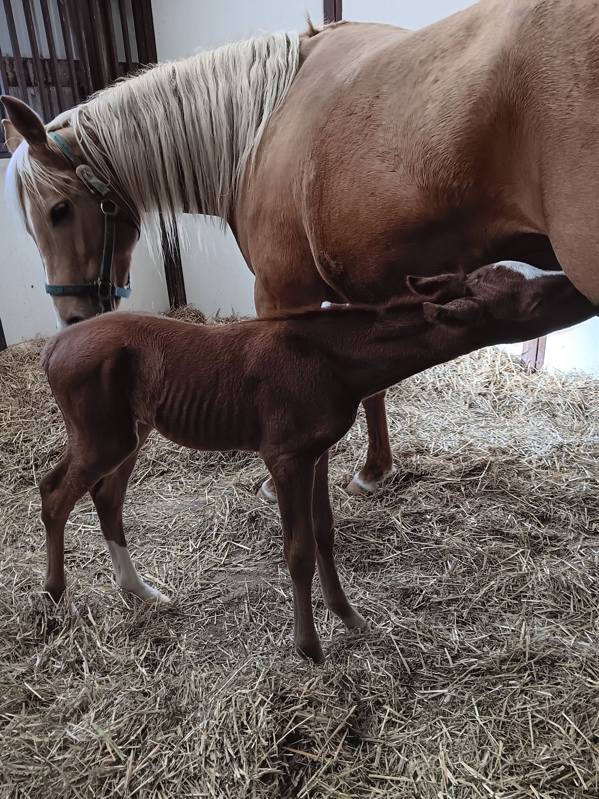A dark-colored foal stands on wood shavings in a stall next to its mother, a large reddish-brown horse.