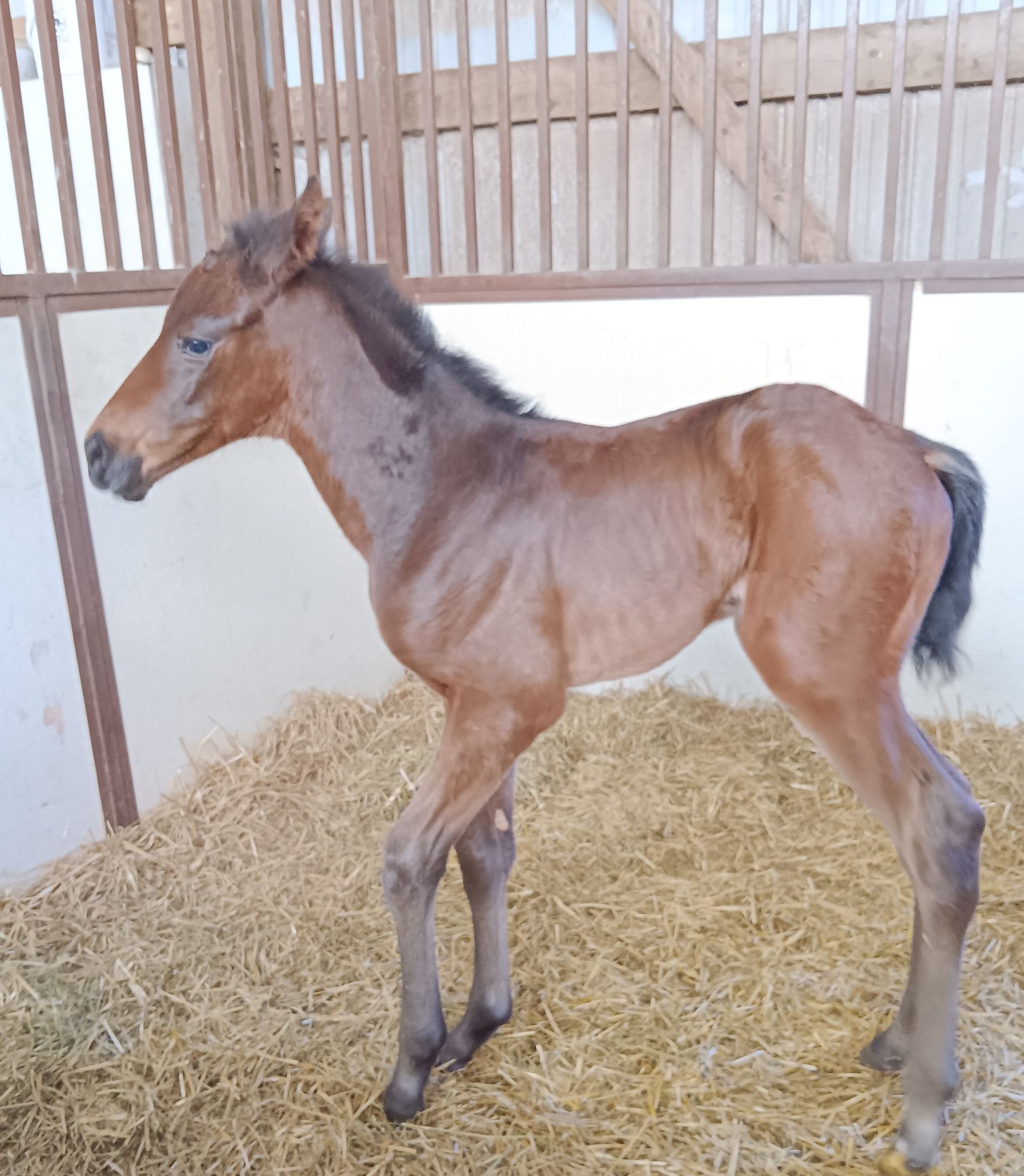 Young brown foal standing in a straw-filled stall, facing left.