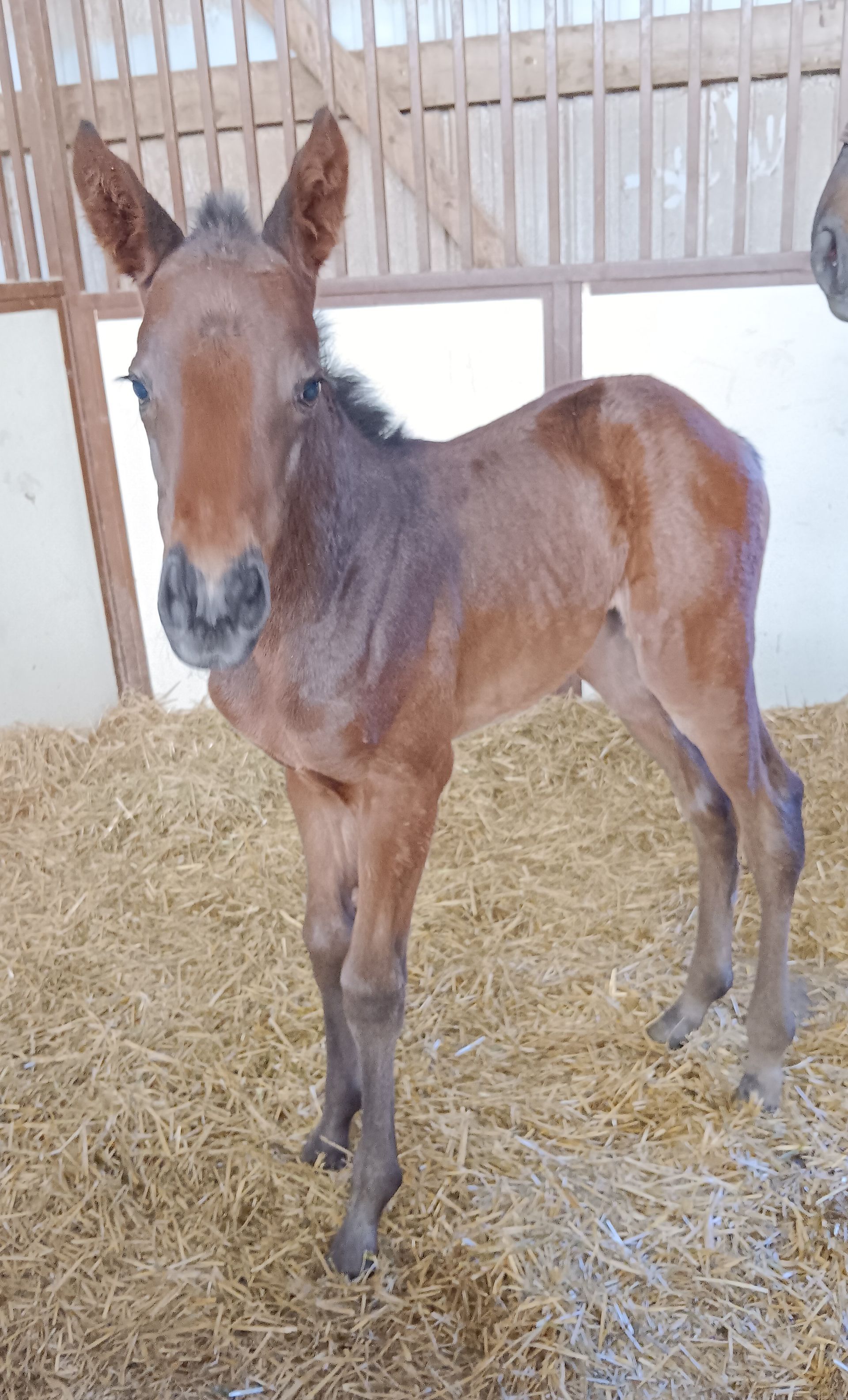 Young foal standing in a straw-filled stall, facing the camera with ears upright.