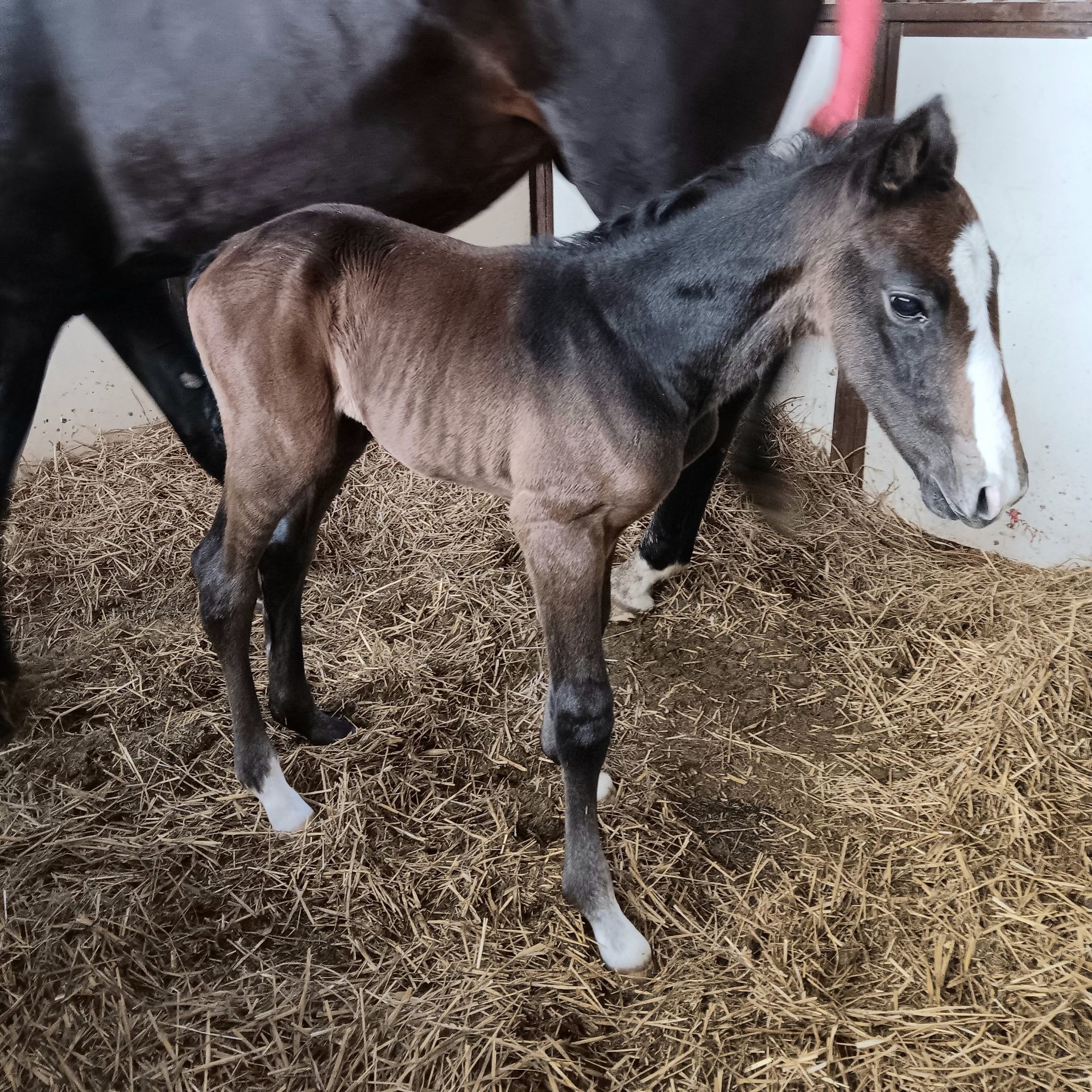 Dark foal standing in a stall beside an adult horse on straw bedding