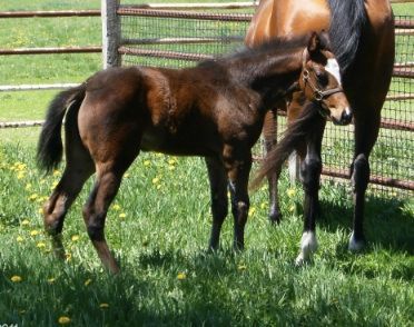 Wind N Wood Horses — St. Michael, MN — Wind-N-Wood Farm