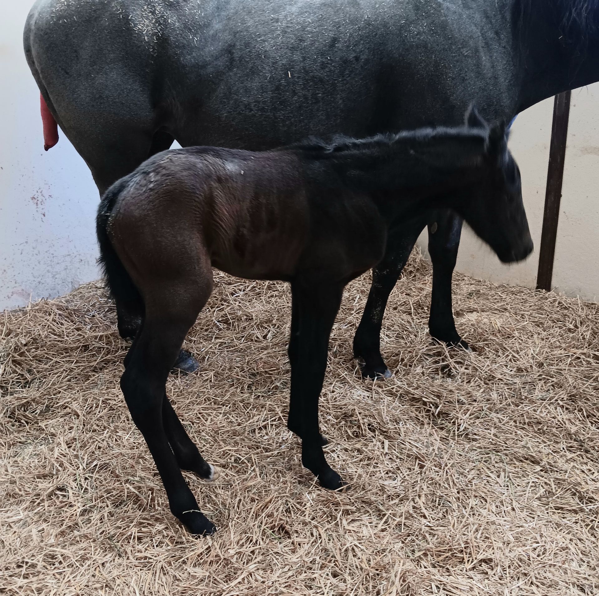Dark foal standing beside its black mare in a straw-covered stall.
