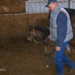 Walking with Horse — St. Michael, MN — Wind-N-Wood Farm