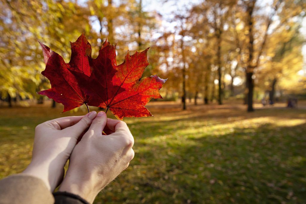 Hands holding a red maple leaf in a sunlit autumn park