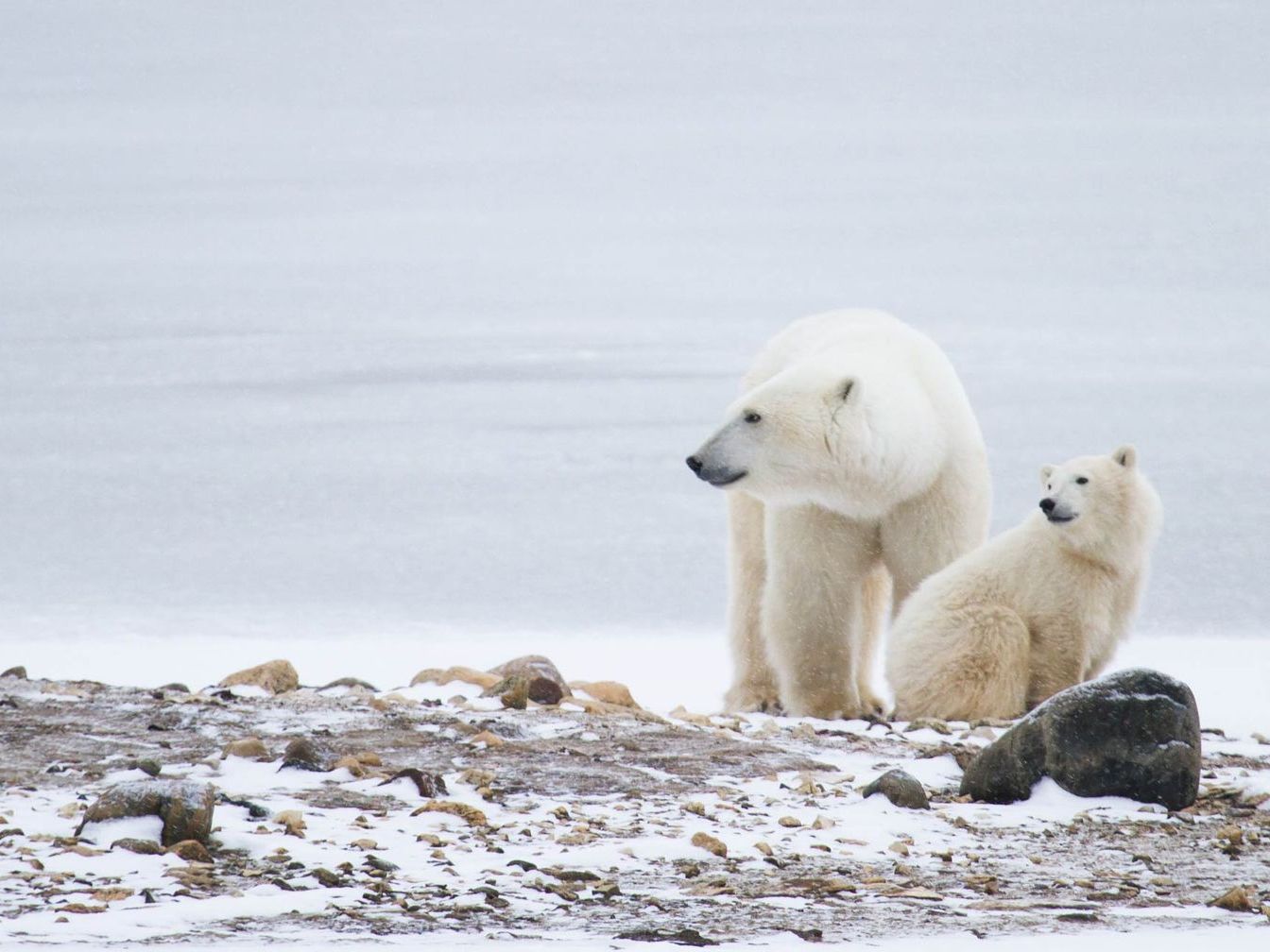 Polar bear and cub standing on snowy tundra beside a dark seal carcass