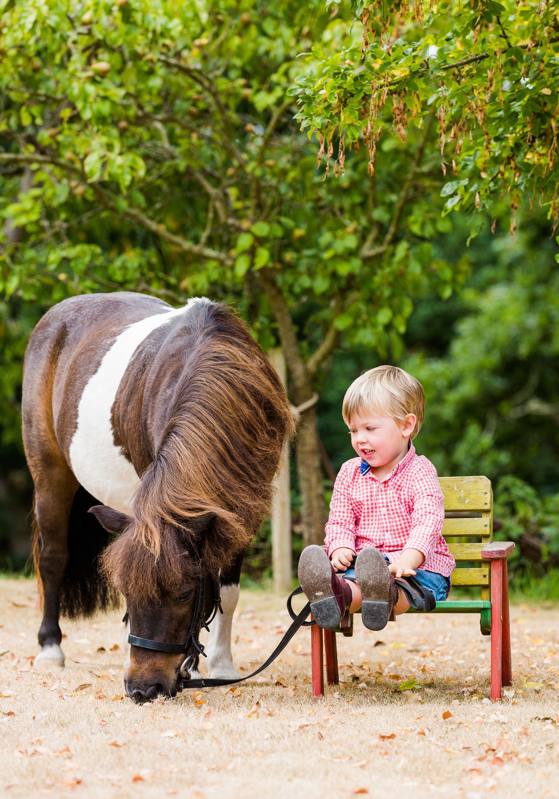 Child sitting on bench smiles at pony, which is lowered to the ground. Outdoor setting.