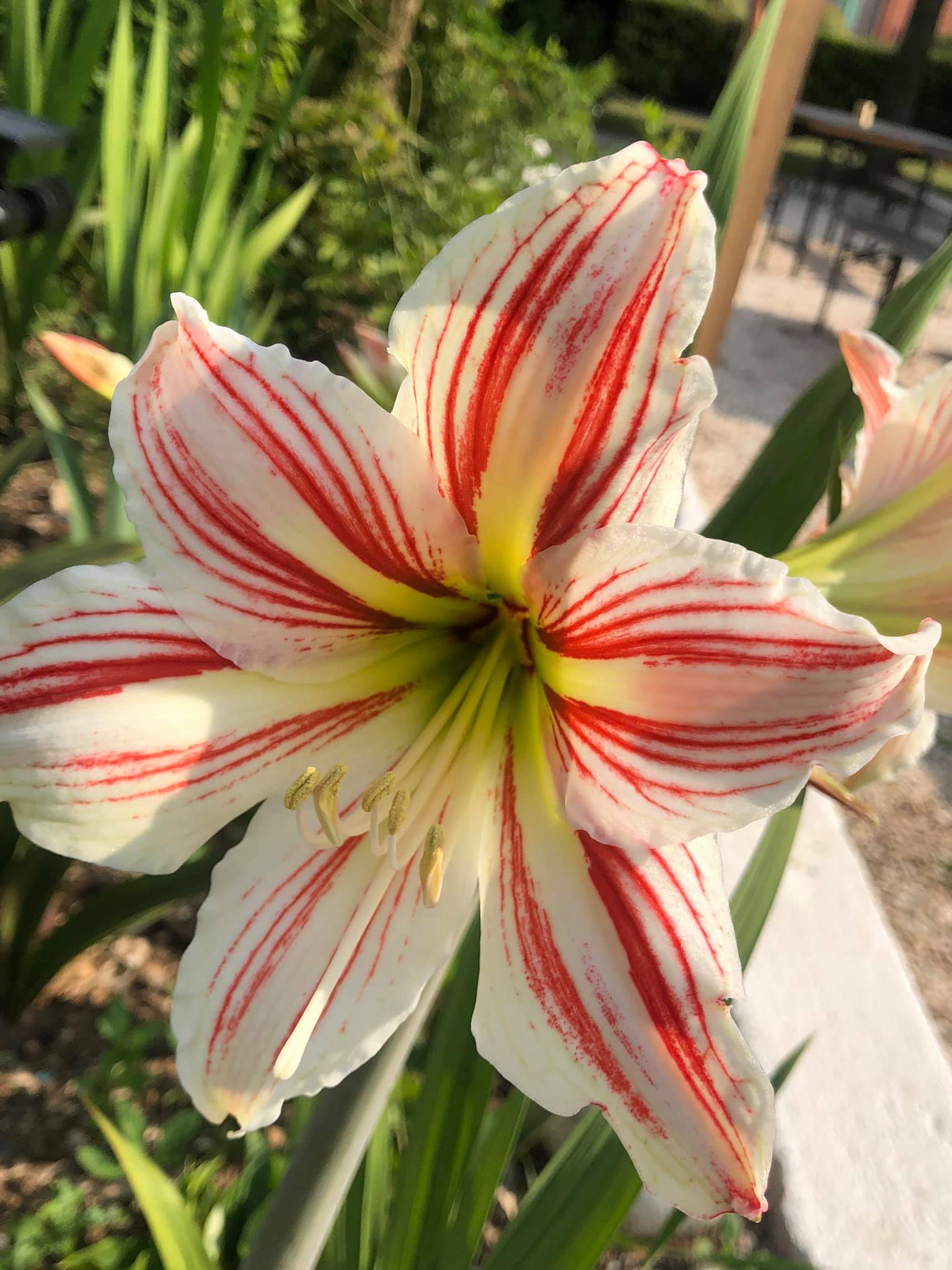 Fiore