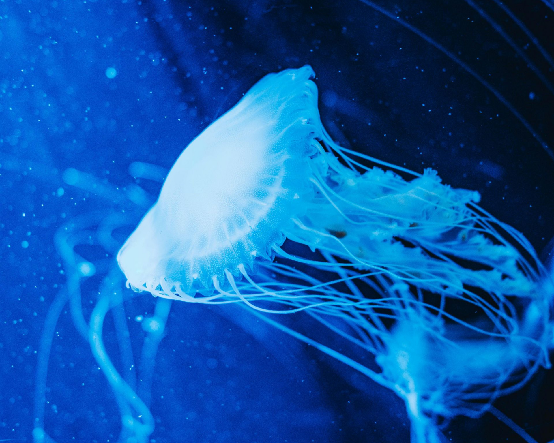 Glowing blue jellyfish swimming in dark water, with long translucent tentacles