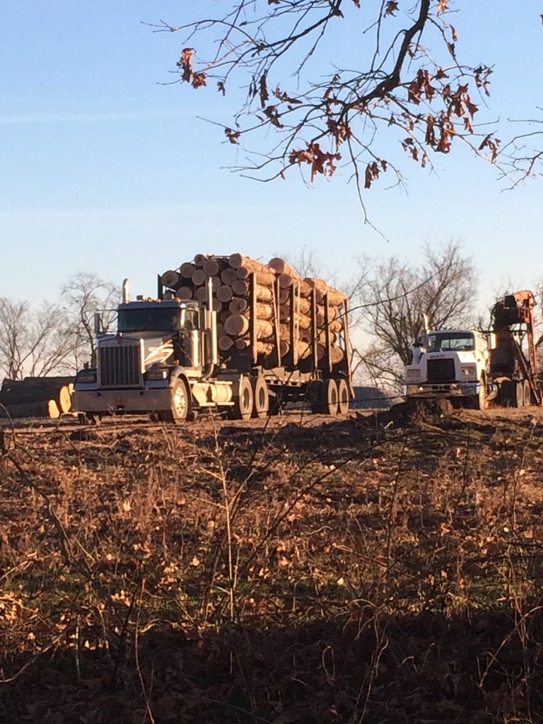 Logging truck loaded with logs on a dirt road, another truck and equipment nearby, trees in the background.