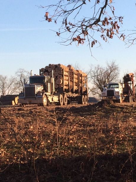 Logging truck loaded with logs on a dirt road, another truck and equipment nearby, trees in the background.