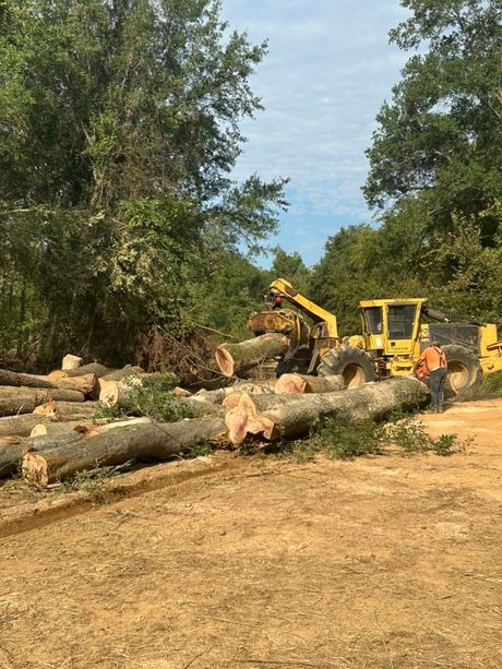 Logging equipment with felled logs, and worker in a wooded area. Yellow machinery.