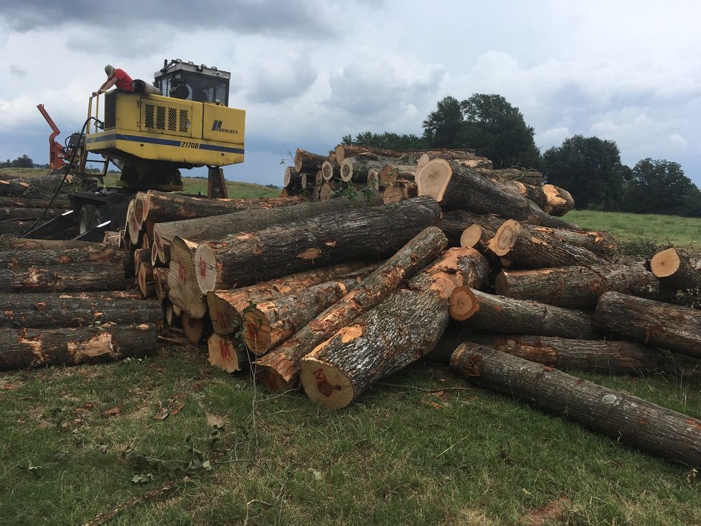 Pile of freshly cut logs in a field with a yellow logging machine in the background. Overcast sky.