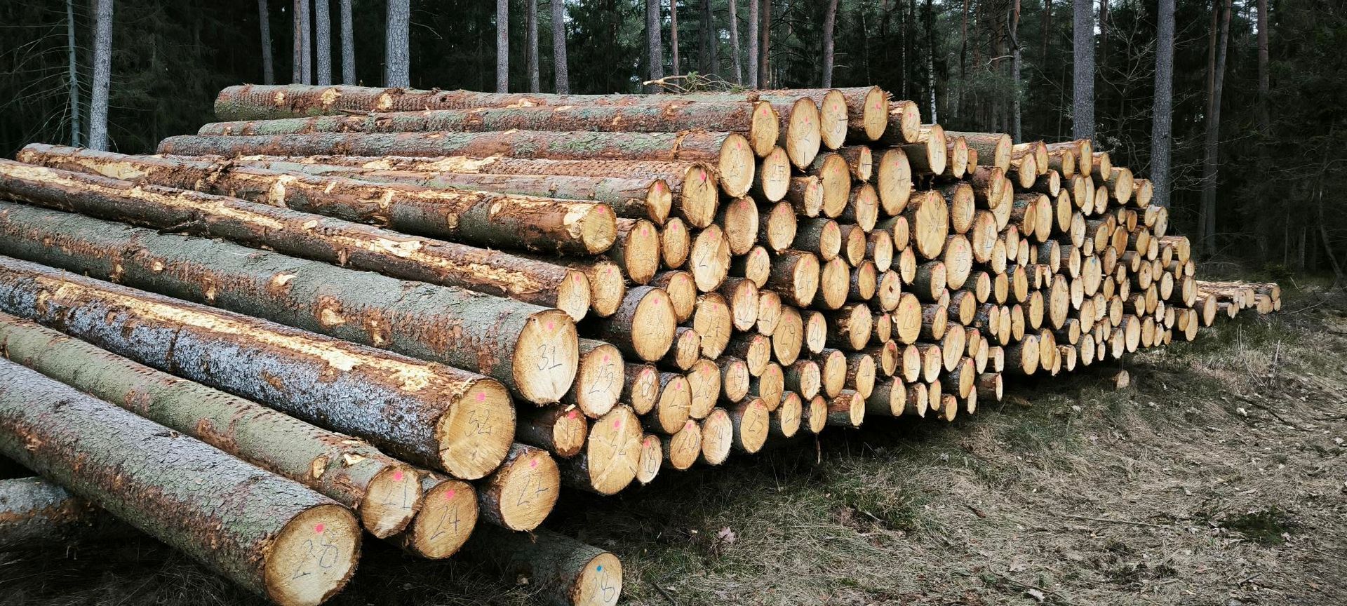 Logs piled in a forest setting, the ends of the logs visible.