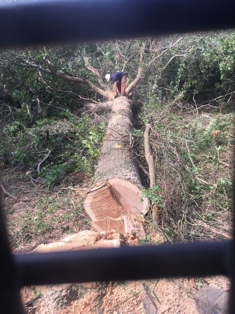 Man standing on a felled tree trunk, sawing branches. Logged area with green foliage visible.