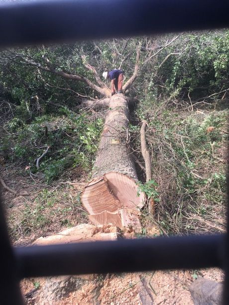 Man standing on a felled tree trunk, sawing branches. Logged area with green foliage visible.